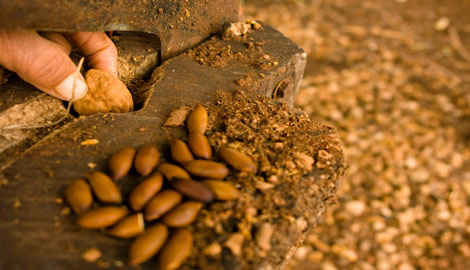 Slow Food Brasil - Cultura Alimentar e Sociobiodiversidade