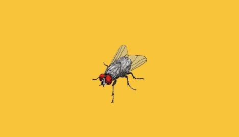 Websérie Olho da Mosca 