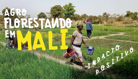 Agroflorestando no Mali (África)