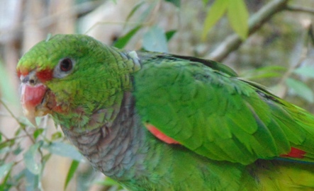 Reabilitação de animais silvestres 