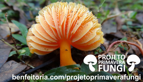 Projeto Primavera Fungi - Conhecendo os Cogumelos Silvestres