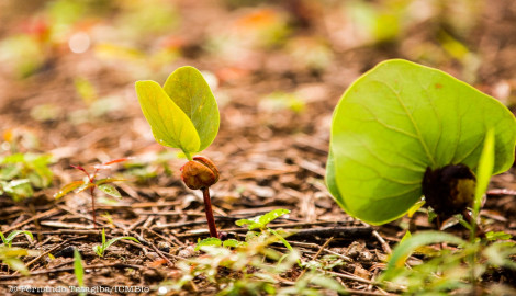 Arrecadação para o projeto mais inovador de restauração do Cerrado Brasileiro