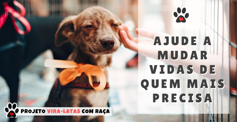 Projeto Vira-Latas com Raça