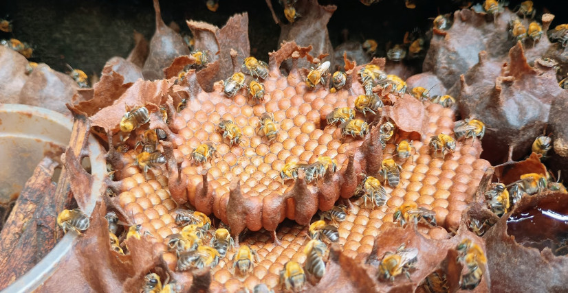 Descobrindo os Sabores do Mel de Abelhas Sem Ferrão