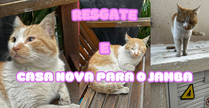 Resgate e Casa nova para o Jamba