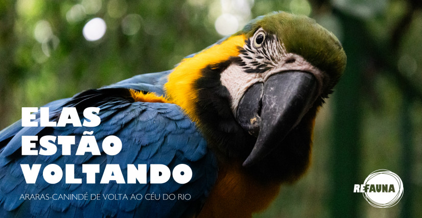 Araras de volta ao céu do Rio