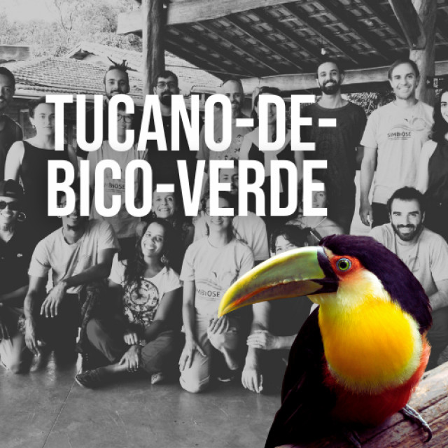 Plano Tucano-de-bico-verde