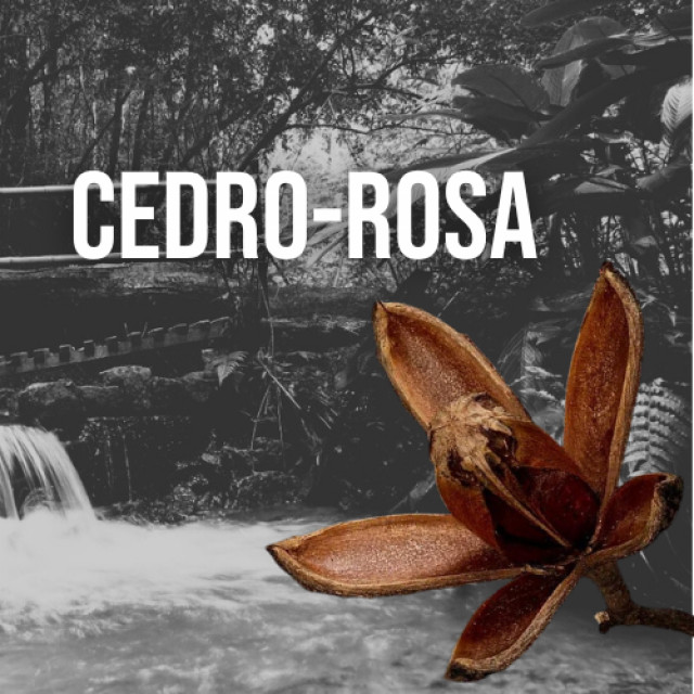 Plano Cedro-rosa