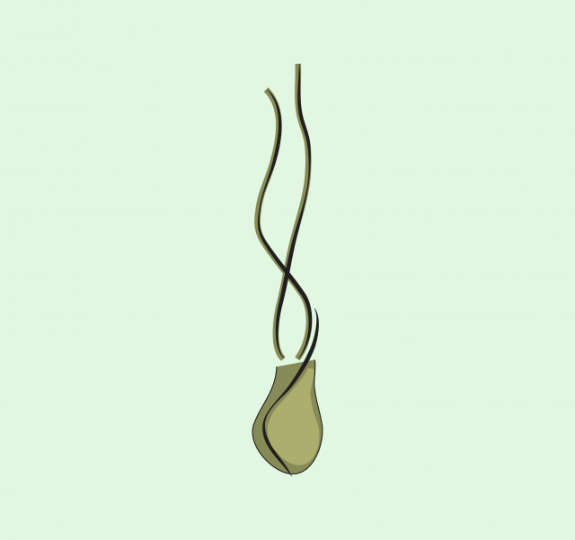 Germinação