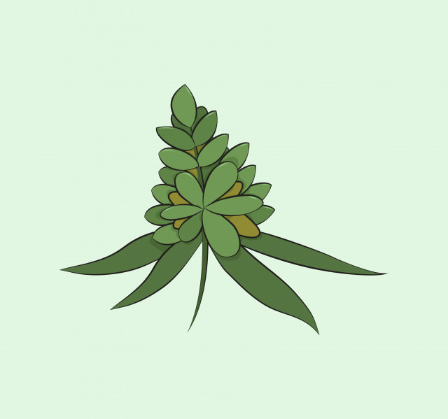 Floração