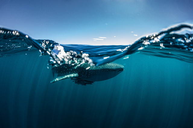 Apoiador Oceano Pacífico