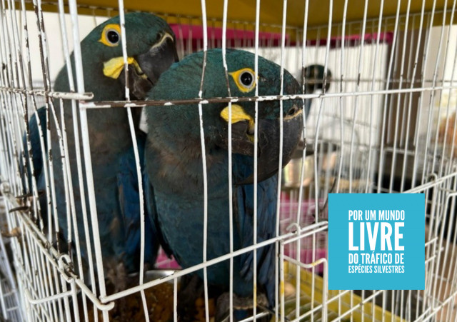 Um mundo livre do tráfico de animais