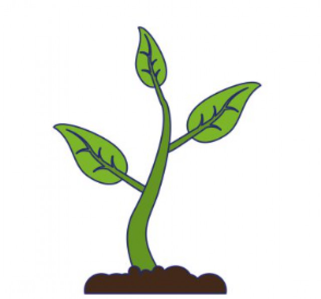 Plantinha