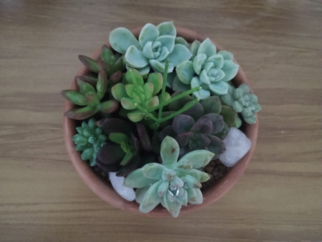 Mini jardim de suculentas