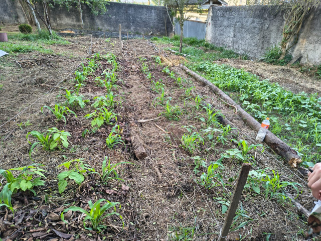 Intervenção agroecológica no seu sitio