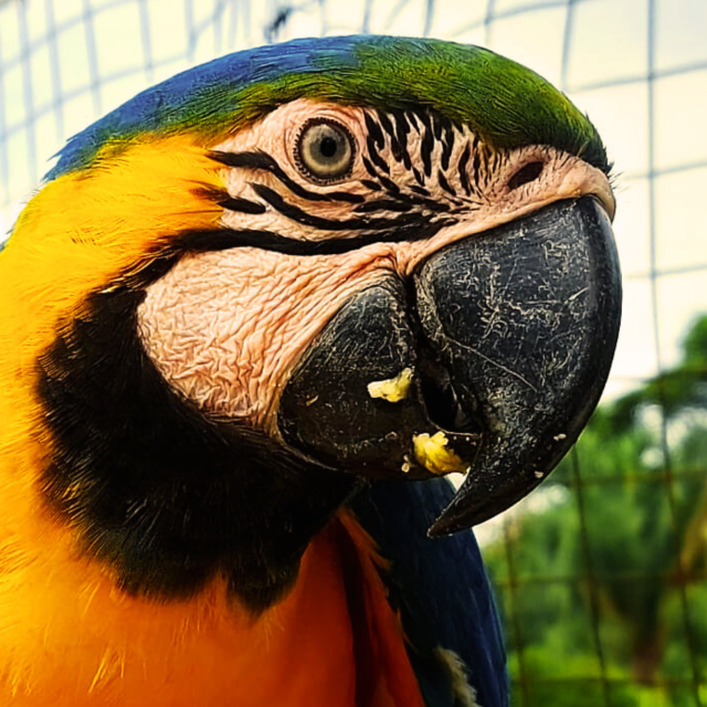 Arara