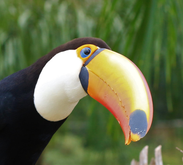 Tucano