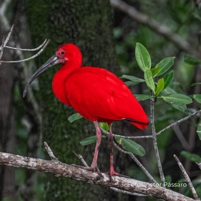 Guará